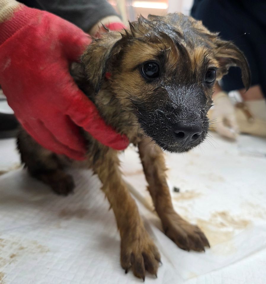 보호중 믹스견의 가…